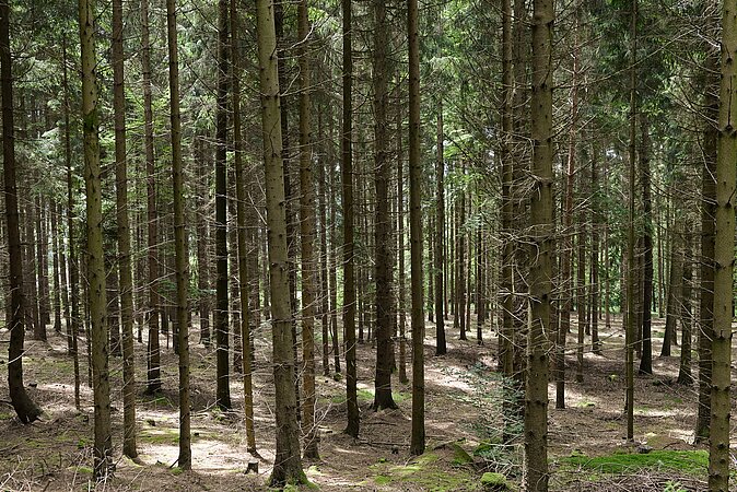 DEPI: Klimatolerante Wälder