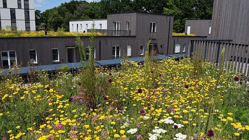 BuGG-Gründach-Forum 2025 / Klimawandelanpassung, Planungsgrundlagen, Praxisbeispiele